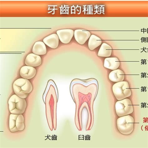 大牙位置|大臼齿